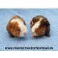 Meerschweinchen Babys direkt vom Züchter, US-Teddy - weiblich