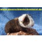 Meerschweinchen Babys direkt vom Züchter!, US-Teddy - weiblich