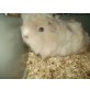 Meerschweinchen, Peruaner - männlich