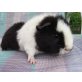 Meerschweinchen, US-Teddys, Peruaner - weiblich