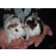 Meerschweinchenbabies