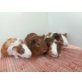 Meerschweinchenbabys m+w
