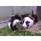 Meerschweinchenfamilie.Mama mit zwei Töchter - weiblich