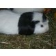 Meerschweinchenmädls - weiblich
