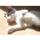 Mefisto, Europäische Kurzhaarkatze - Kater
