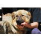 Megan, Altdeutscher Schäferhund - Hündin