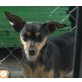 Meggi, Pinscher (-Mischling?) - Hündin