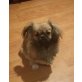 Meggy, Pekinese - Hündin