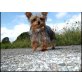 Meggy, Yorkshire Terrier - Hündin