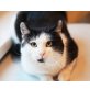 Meier, Mischling - Kater