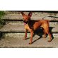 Meilo - noch nie Schönes erlebt!!, Zwergpinscher - Rüde
