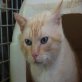 Mel, Siam-Mix - Kater