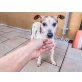 Melange, Jack Russell Mix - Hündin