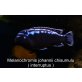 Melanochromis johannii chisumulu ( interruptu