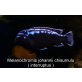 Melanochromis johannii chisumulu ( interruptu