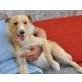 Melbita, Terrier-Schnauzer-Mix - Hündin