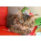 Melbourne, Maine Coon - Kater