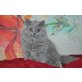 Meli, Britisch Langhaar - Katze