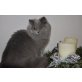 Meli, Britisch Langhaar - Katze