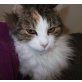 Melinda, Langhaar Katzerl Melinda sucht zuhause! - Katze