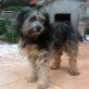 Melindi, Mix - Rüde