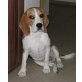 Melisa, Beagle - Hündin