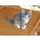 Melissa of Maine Fire, Maine Coon - Katze