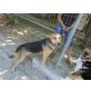 Melita, kastrierte Hündin sucht Familie, Schäferhund - Mix - Hündin