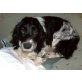 Melitta, Englischer Cockerspaniel - Hündin