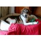 Melli, Beagle-Mischling Welpen - Hündin