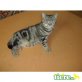 Melli, Britisch Kurzhaarkatze - Katze