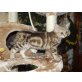 Melli , Britisch Kurzhaarkatze - Katze
