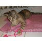 Melli, Hauskatze - Katze