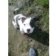 Melli, Old Englishbulldogmix Welpen - Hündin