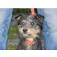 Melly 6, Schnauzer-Mischling - Hündin