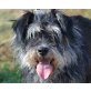 Melly, Schnautzer - Hündin