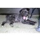 Melly, Shitzu-Schnauzermischling - Hündin