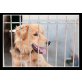 Melo, Golden-Retriever Mix - Rüde