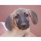 Melo, Labrador Mischling Welpen - Rüde