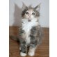 Melody, Maine Coon - Katze