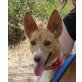 Melody, Podenco Andaluz - Hündin