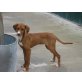 Melody, Segugio Italiano Welpen - Hündin