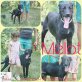 Melot, Mischling - Rüde
