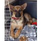 Mendy, Schäferhund-Mix - Hündin