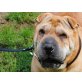 Mendy, Shar Pei - Hündin