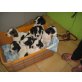 Mendy usw., Beaglemischling Welpen - Hündin