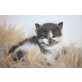 Menina und Milka, Norwegische Waldkatze - Katze