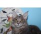 Menschenbezogene Maine Coon Kätzin Esmeralda, Maine Coon - Katze