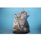 Menschenbezogener Maine Coon Kater Easy Rider, Maine Coon - Kater