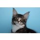 Menschenbezogener Maine Coon Kater Ferres, Maine Coon - Kater